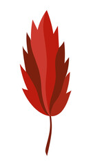 Multicolored isolated autumn red leaf