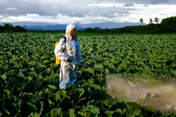 Female gardener in a protective suit and mask spray Insecticide and chemistry on huge cabbage...