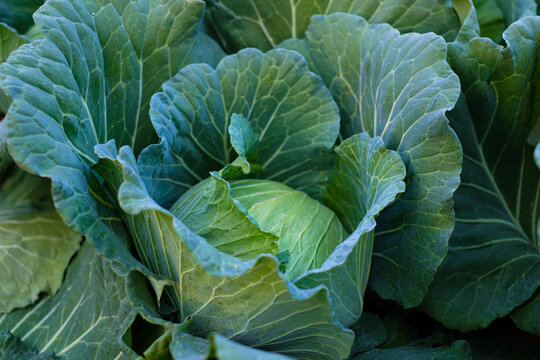 Close up green fresh cabbage maturing heads growing in the farm field