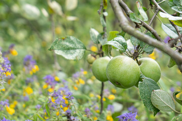 Apple on a branch in the garden