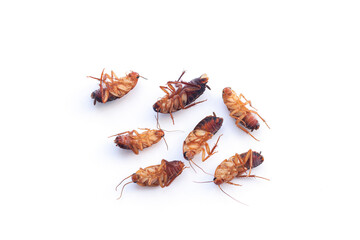 Group of dead cockroach insects isolated on white background