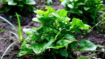 Defocus organic watercress salad growth in the vegetable garden.