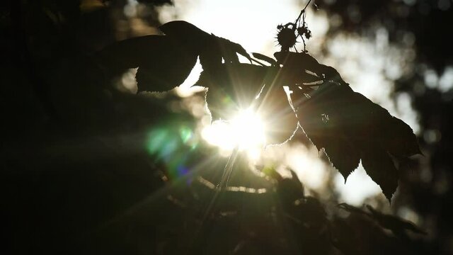 sun shines through a chestnut tree