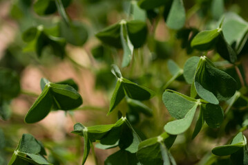 leaves in the garden