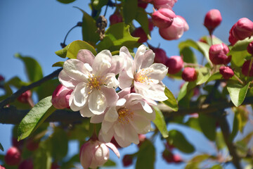Wild-Apfelblüte