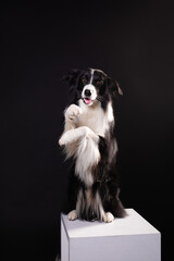 border collie dog doing tricks black studio portrait