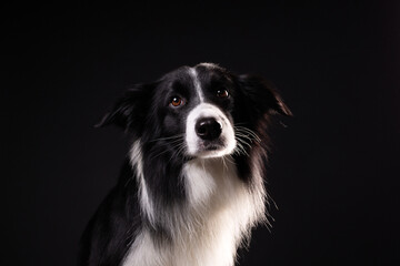 border collie dog black studio portrait