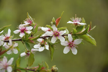 Obstblüte - Japanische Kirsch-Mandel