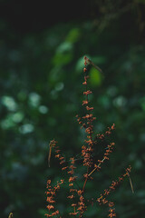 Dragon-fly insect close-up