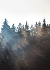 Pine forest with clouds fog surrounding it