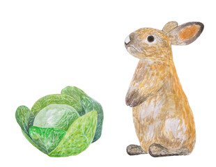 Rabbit and cabbage isolated on white with backdrop for text. Watercolor illustration.