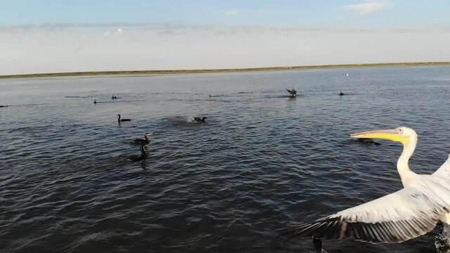 Kalmykia, nature reserve. The pelican takes off from the water.