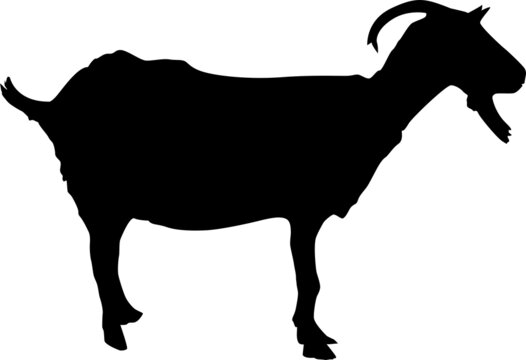 Isolated silhouette of a goat. Creative graphic design for a butcher shop, farmer's market. Poster on the theme of animals. Black silhouette of a goat. A set of farm animals.