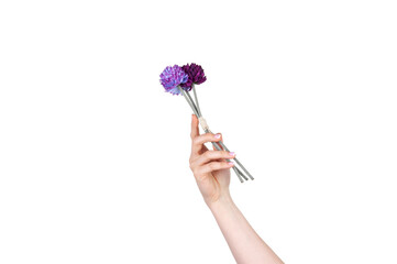 Hand holding violet or purple flowers on white background isolated. Concept of hands and body parts.