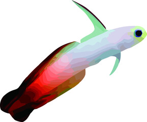 fire goby fish
