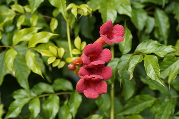 Campsis radicans, the trumpet vine or trumpet creeper is a species of flowering plant in the family Bignoniaceae.