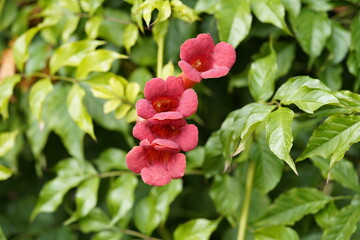 Campsis radicans, the trumpet vine or trumpet creeper is a species of flowering plant in the family...