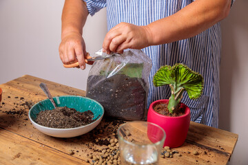 The woman prepares the soil for transplanting flowers.