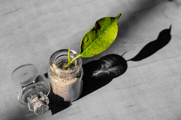 small glass jar with a cork and leaf on a wooden table