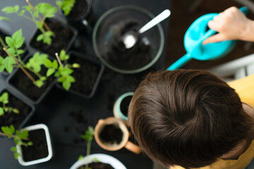 Little boy planting seedlings at home. An independent child is busy with a hobby with potted plants. Happy child replanting tomato. Lifetime concept. Top view