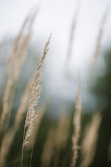 Fototapeta premium natural background. nature in autumn. panicle or reeds plant. dry grass in autumn.