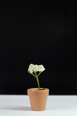 plant in a small ceramic pot on a black background