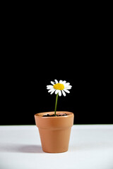 chamomile in a small ceramic pot on a black background