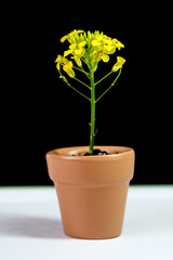 plant in a small ceramic pot on a black background