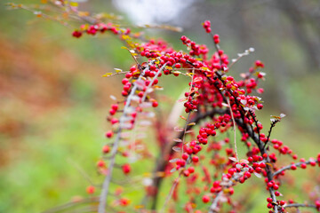Dammer's cotoneaster. Berries in the autumn forest. Bush of red berries.