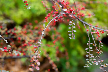 Dammer's cotoneaster. Berries in the autumn forest. Bush of red berries.
