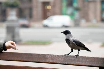 A raven sits on a bench in the city. Raven close.
