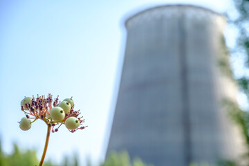 green flower on the background of the CHP chimney