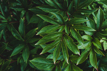Green leaves pattern background, Natural background and wallpaper. Flat lay. Nature concept