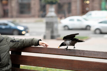 The raven on the bench is eating. Feeding the crow. Crow close up.