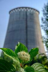green flower on the background of the CHP chimney