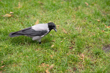 Raven in the city on the grass. Background with bird.