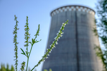 green flower on the background of the CHP chimney