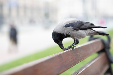 The raven on the bench is eating. Feeding the crow. Crow close up.