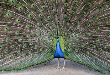 Fotobehang a peacock that looks directly into the camera lens with its tail outstretched  © Petr