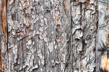fresh wooden background with damage on the bark of an aged tree