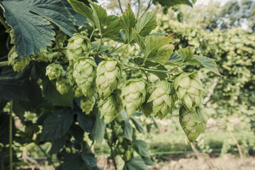 Selective focus shot of a bunch of hop cones with leaves