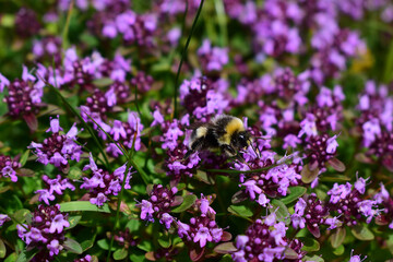 Hummel sammelt Nektar auf Thymian © EvaRuth