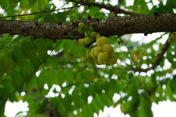 A berry that has a very sour taste. It's called the gooseberry