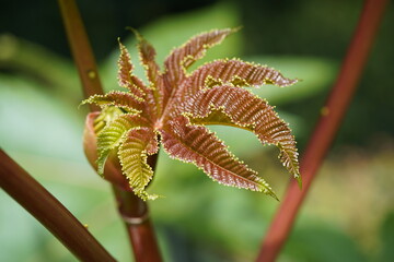
Ricinus communis, the castorbean or castor-oil-plant, is a species of flowering plant in the...