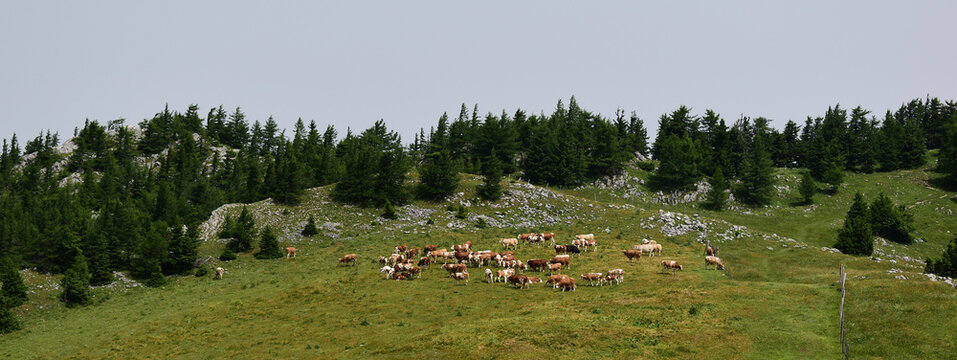 Herde von Kühen auf der Alm, an der Baumgrenze in den Alpen, Breitformat, Banner