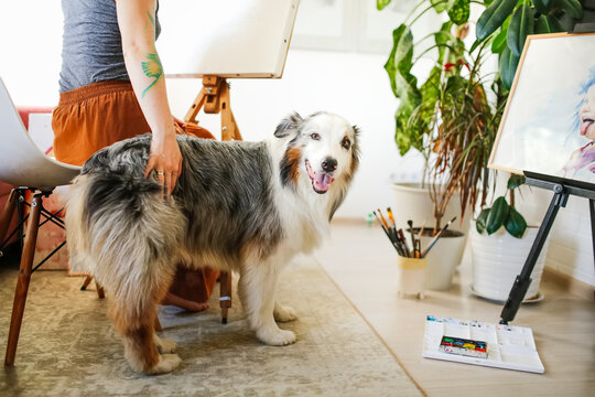 Dog breed Australian Shepherd at home with a girl artist, Creative red-haired woman hipster draws pictures in a home workshop, creativity and pets