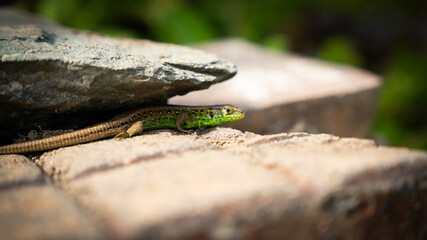 Selective of a sand lizard (Lacerta agilis) between rocks in a park