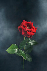 Red rose with clouds of smoke and dew drops.