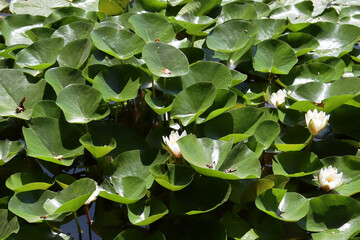 Obraz na płótnie Canvas water lilies with white flowers in a pond