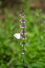 white butterfly on a flower